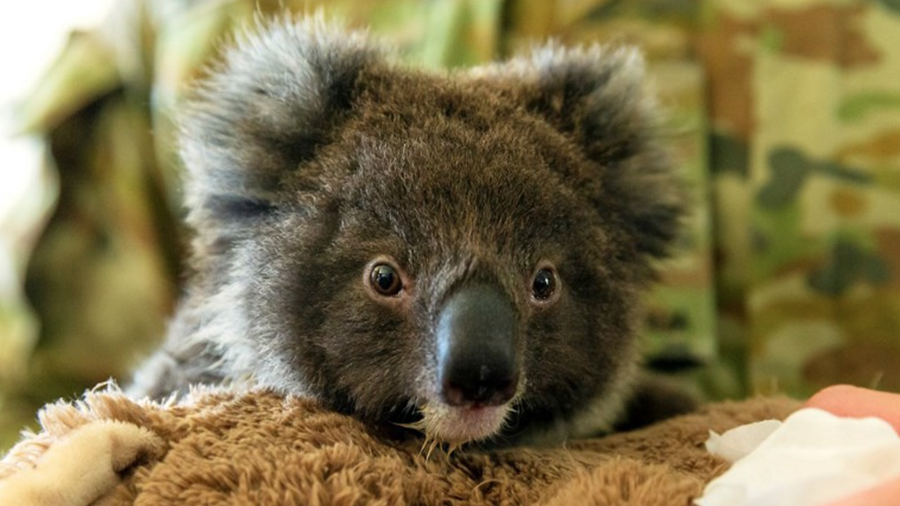 Australië keurt chlamydiavaccin voor koala's goed